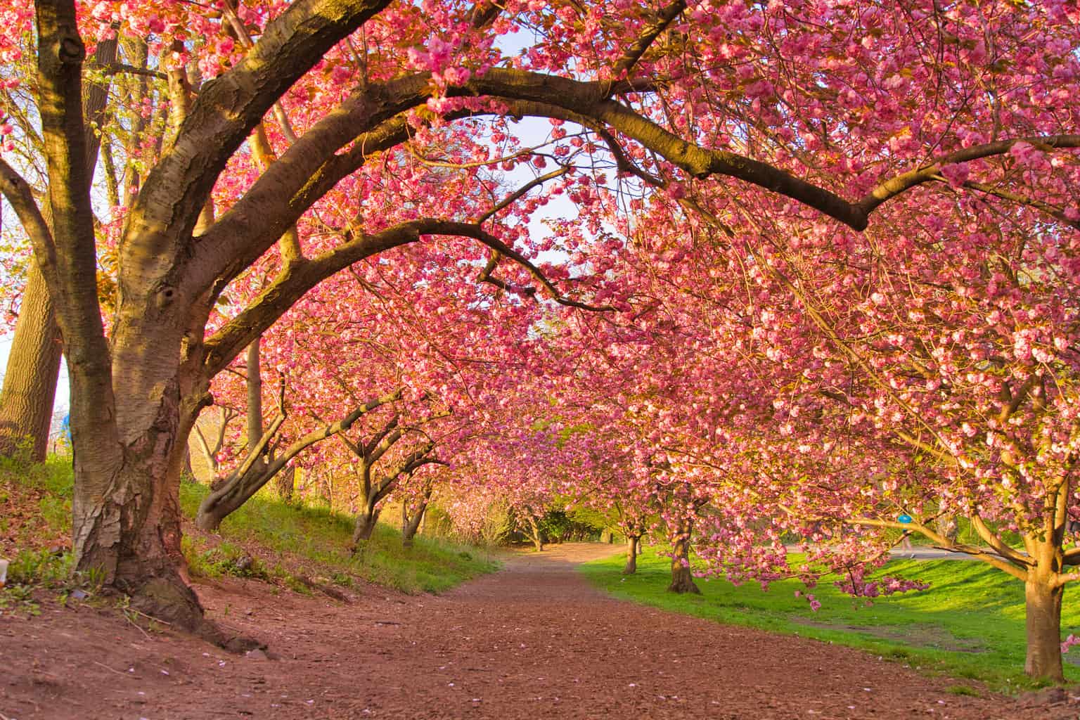 Central_Park_crop.jpg
