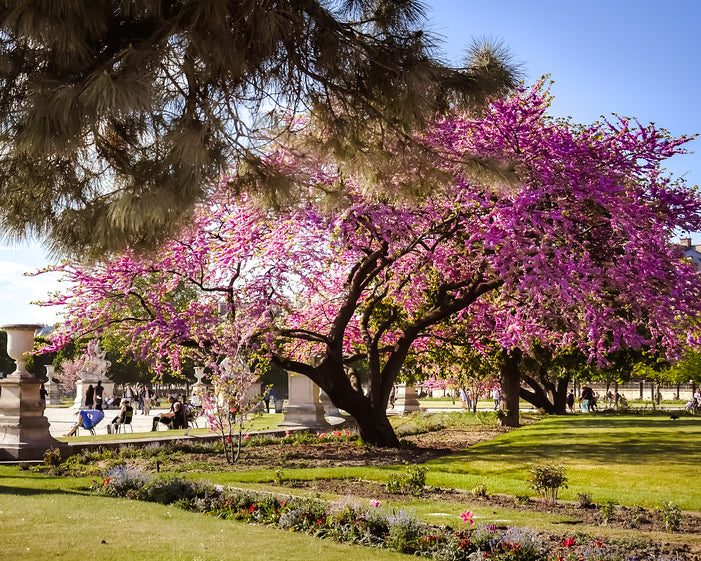 Parisian_garden_crop.jpg